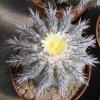 Copiapoa_calderana_1